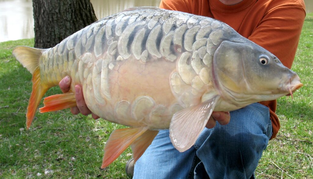 A person in an orange shirt holds a large carp with shining scales and orange fins. The fish is angled toward the camera, set against a grassy background.