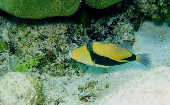 Rhinecanthus rectangulus