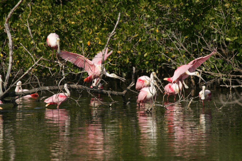 A flock of pink roseate spoonbills perch and wade among mangrove branches and calm water, their vibrant plumage reflected softly below.