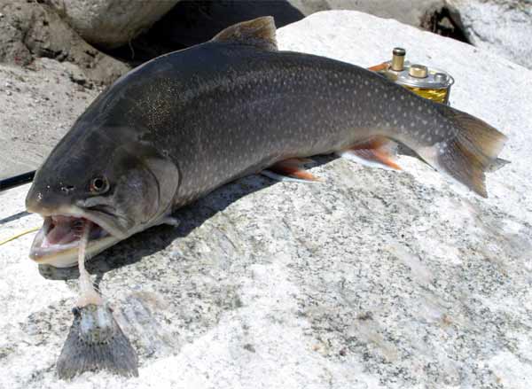 A large fish with dark scales and white spots lies on a rock, holding a smaller fish in its mouth. A fishing reel is visible in the background.