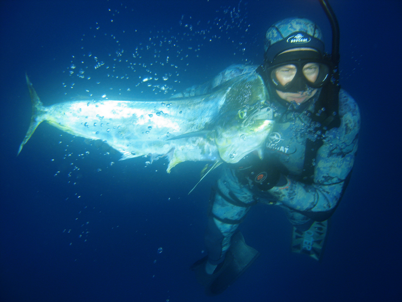 Spearfishing for dorado (mahi-mahi) in clear blue water while freediving.