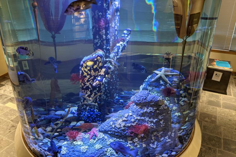 A large cylindrical aquarium with colorful fish, coral decorations, and a starfish. Bright blue lighting creates a vibrant, serene underwater scene.