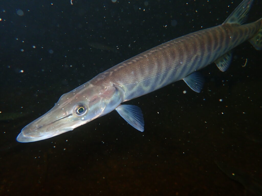 Close-up of a barracuda swimming in dark water. The fish's elongated body and sharp eye are prominent, with floating particles around it.