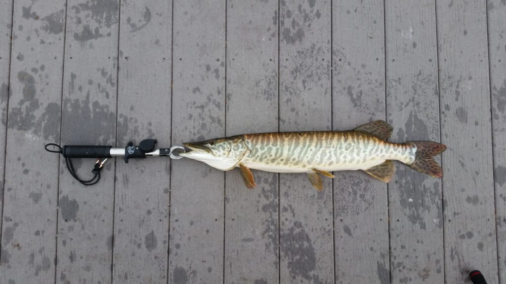 A large fish with mottled brown and green scales lies on a wet wooden dock, attached to a black fish gripper. The scene conveys a sense of achievement.