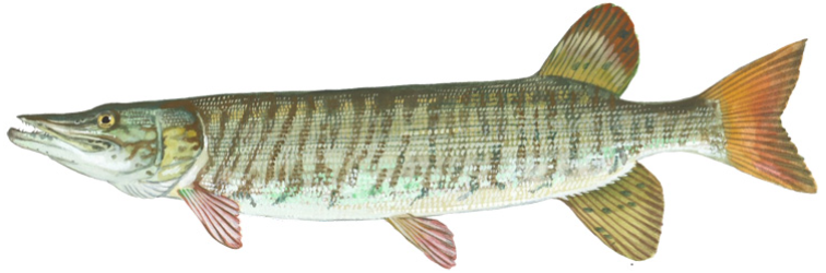 Illustration of a northern pike fish with a slender, elongated body. It features a greenish-brown back, lighter underbelly, sharp teeth, and pointed snout.