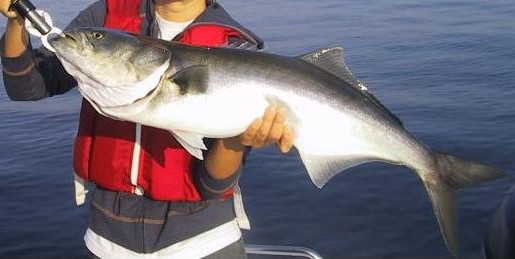 Person in a red life jacket holds a large fish on a boat, with calm blue water in the background. The scene conveys a sense of achievement and serenity.