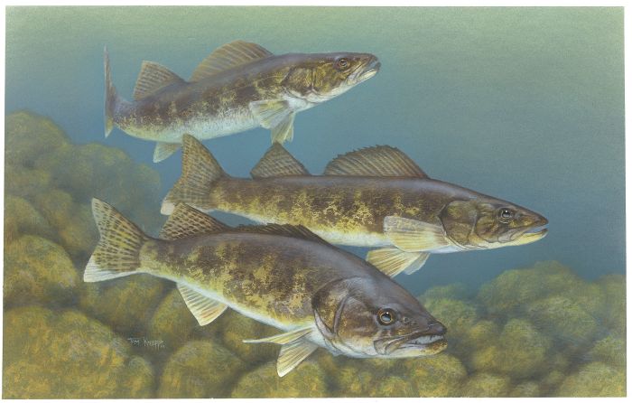 Walleye (Sander vitreus) from the U.S. Fish and Wildlife Service