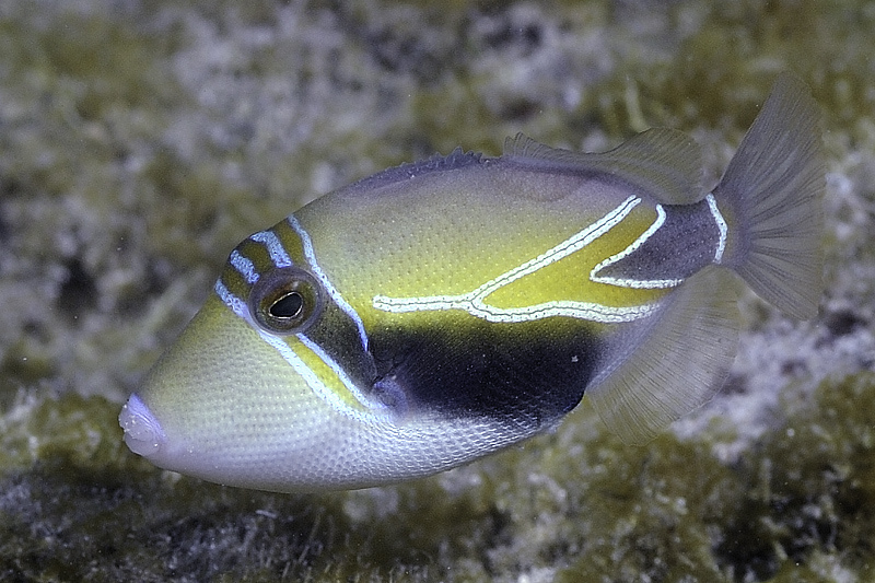 Rhinecanthus rectangulus juvenile, Reunion Island.