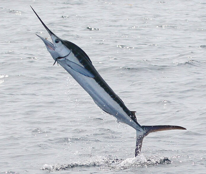 A marlin leaps from the ocean, its sleek body shimmering. The water splashes around it, capturing a moment of dynamic, powerful motion.
