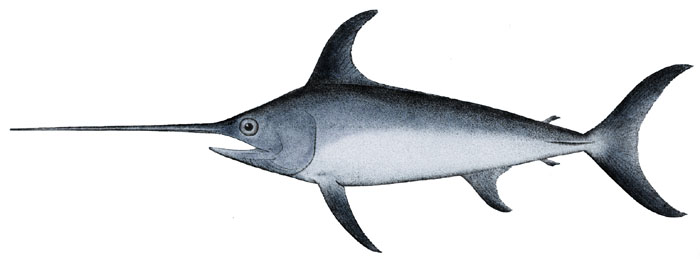 Illustration of a swordfish against a white background. The fish has a long, pointed bill, sleek silver body, and sharply angled dorsal fin.
