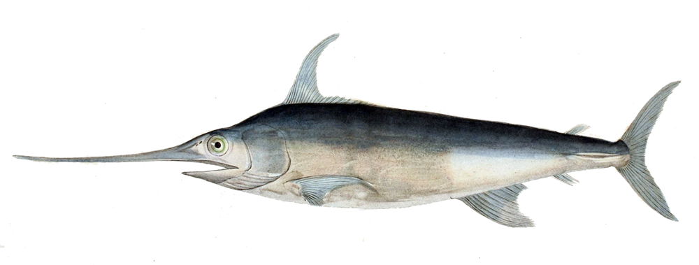 Illustration of a swordfish with a sleek, elongated body and sharp, pointed bill. The fish has a gradient of dark blue to light gray, conveying a sense of grace and speed.