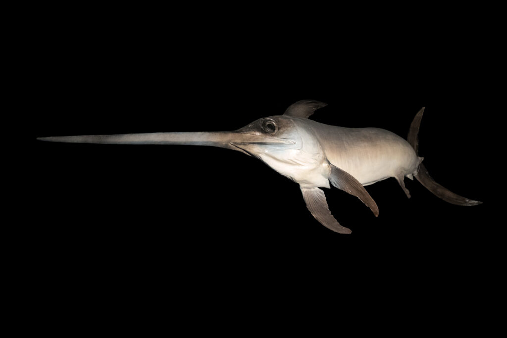 Swordfish with long, pointed bill and streamlined body against a black background, highlighting sleek form and natural elegance.