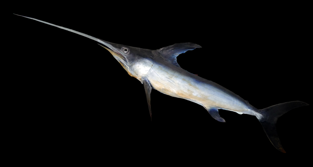 Swordfish against a black background, showcasing its streamlined body, elongated sharp bill, and fins; a sense of speed and precision.