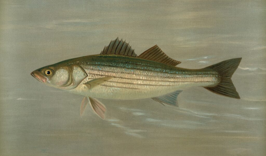 Striped bass.