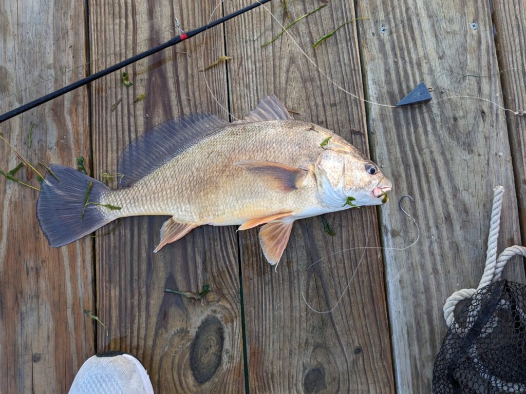 Freshwater drum (Aplodinotus Grunniens)