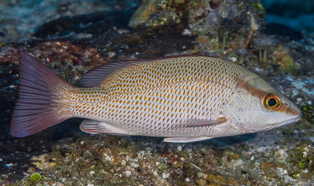 Gray snapper - Lutjanus griseus