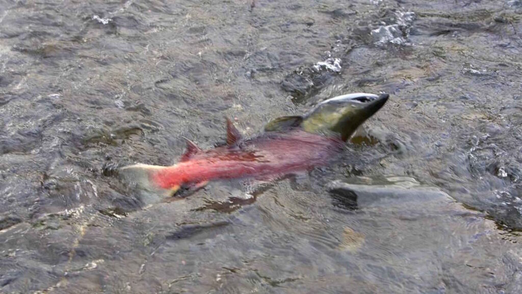 A sockeye salmon, with a distinctive red body and green head, partially submerged in clear, shallow water.