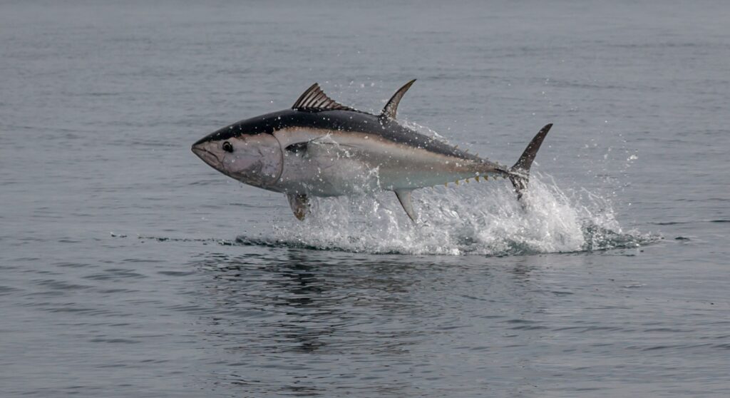 A tuna fish jumping out of the water.