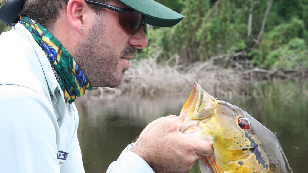 A man holding peacock bass by its lower jaw, looking intently at the fish.