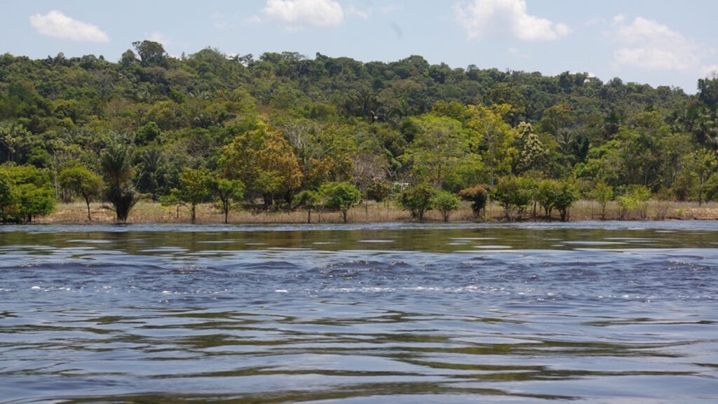 A view of the Amazon River with calm, dark water in the foreground and dense, green rainforest