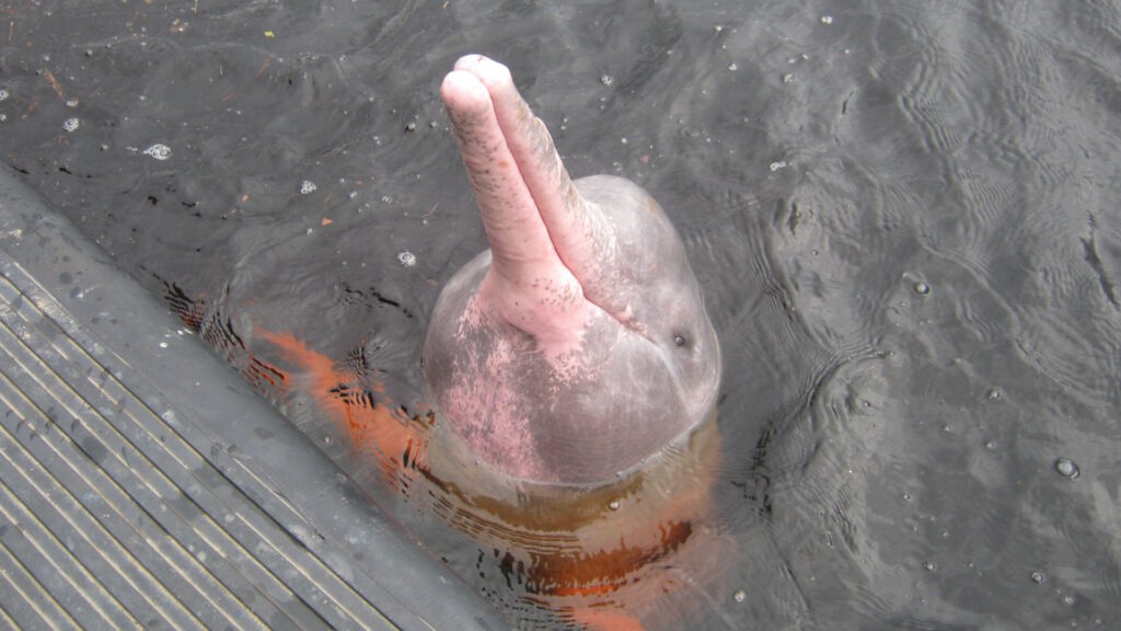 A pink river dolphin, known as a boto, with its head and snout out of the water,