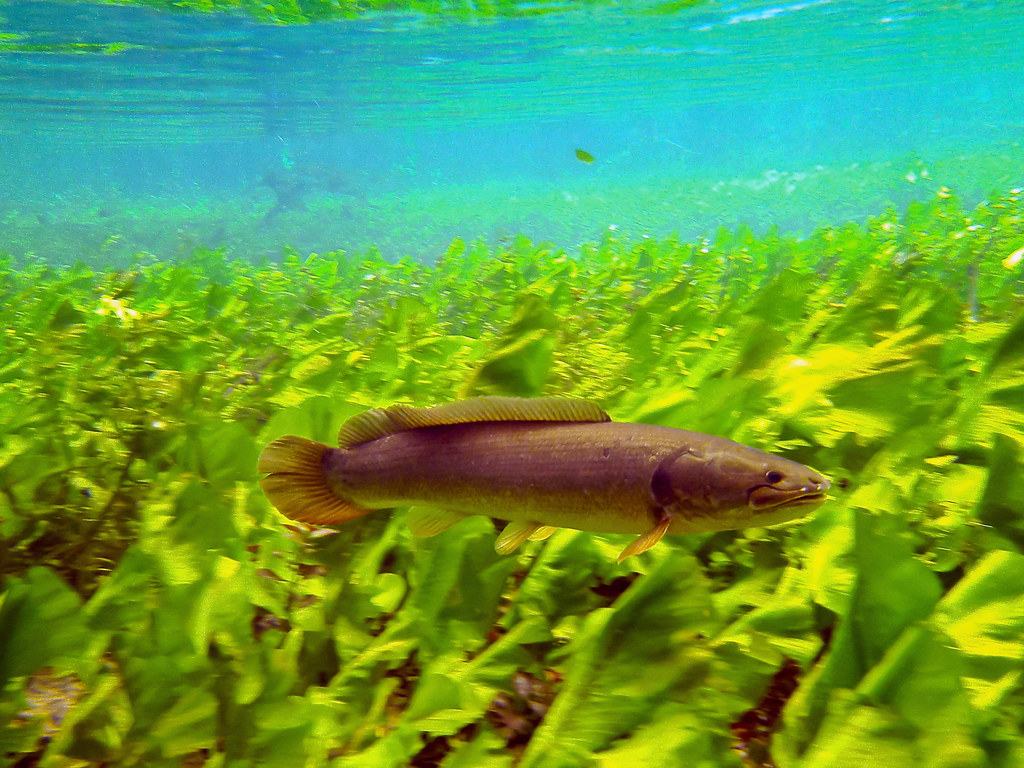 Baltzell Bowfin Blur