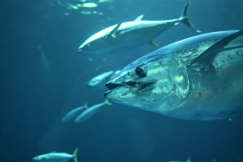 Gray tuna fish.