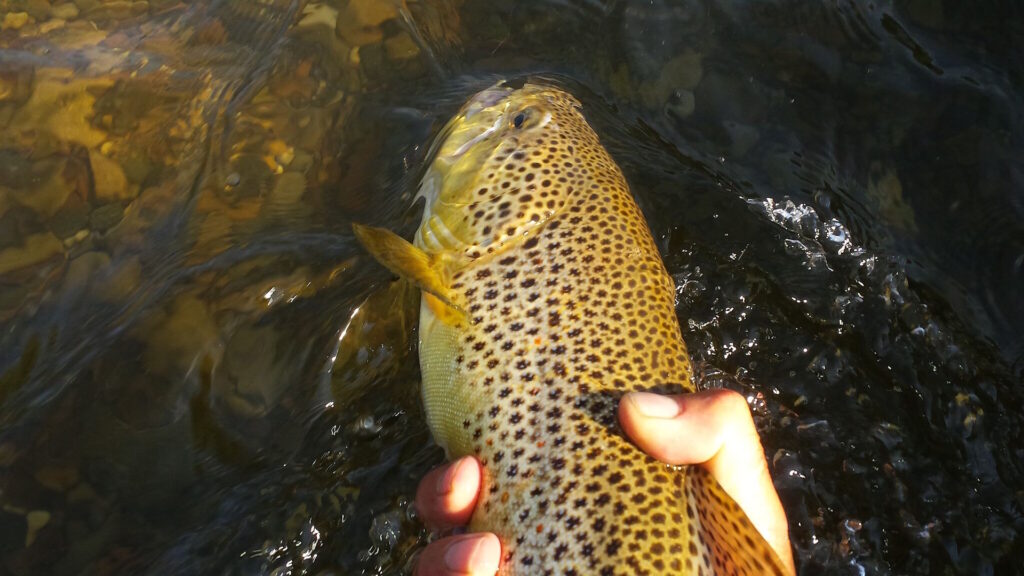 A large brown trout being caught from the river.