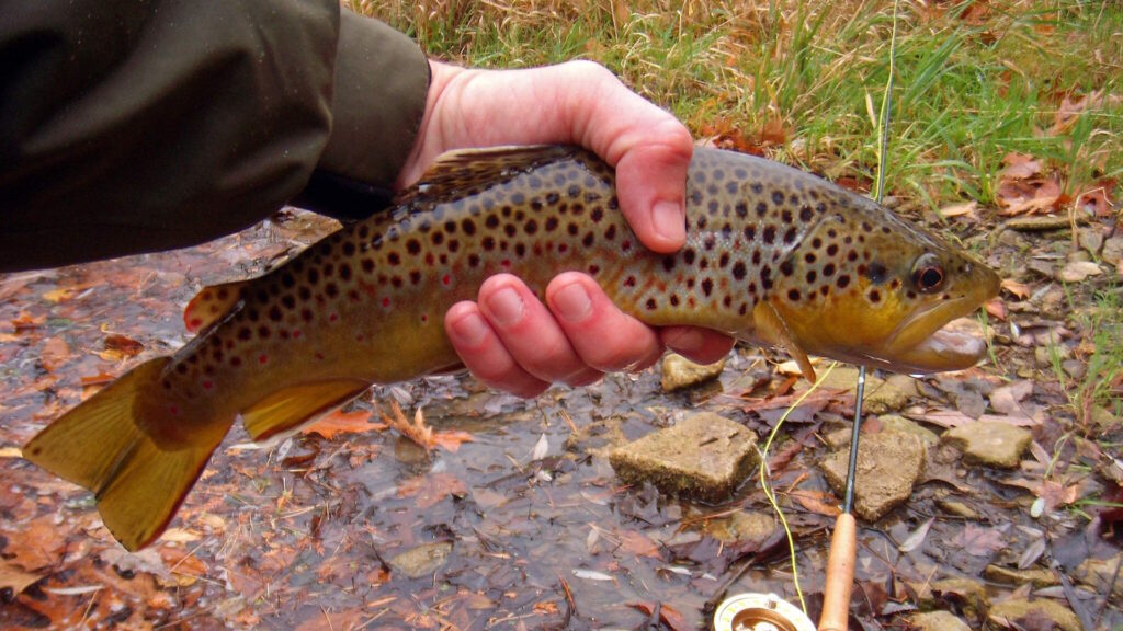 Little brown trout caught in Oatka Creek Park