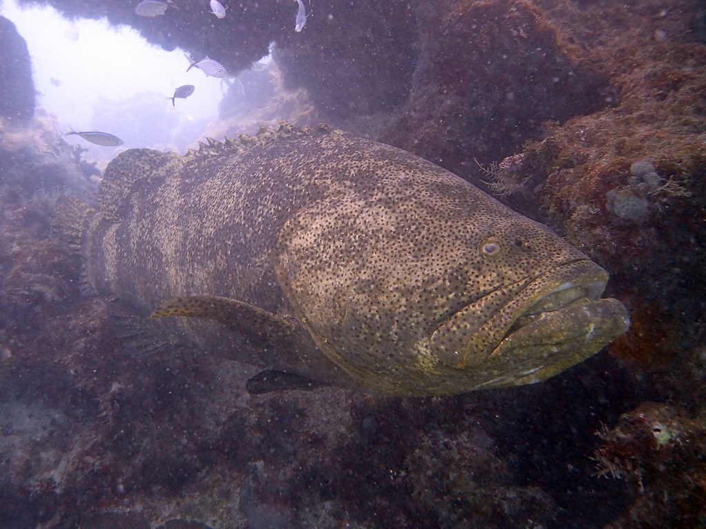 Goliath Grouper