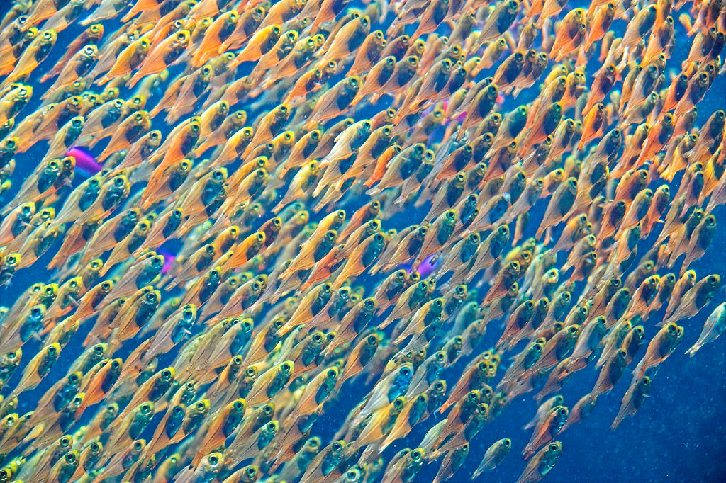 School of fish