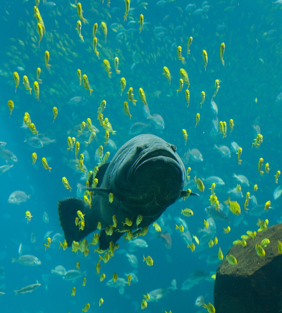 Georgia Aquarium - Giant Grouper