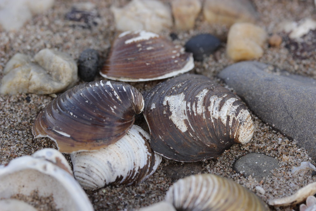 Asian Clam - Corbicula fluminea