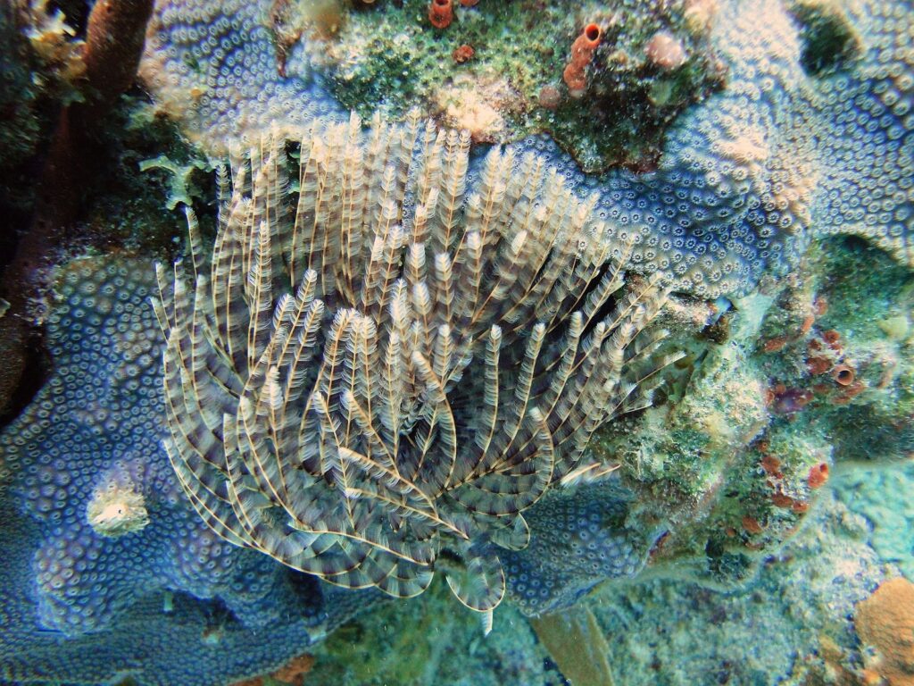 Identify Underwater Springs and Seeps