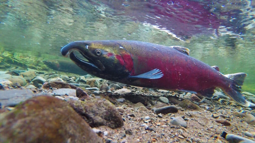 Coho salmon spawning in the Salmon River