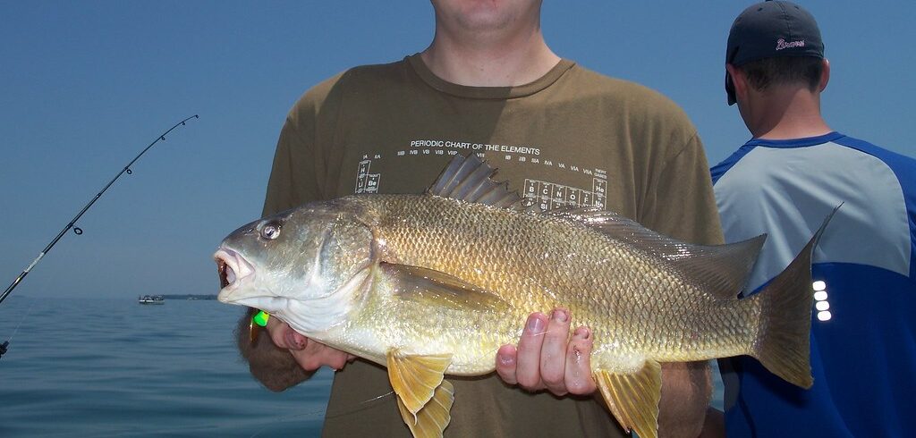 Freshwater Drum