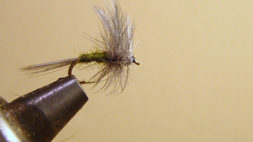 A close-up of a hand-tied dry fishing fly with green body and grey hackle, secured in a vise.