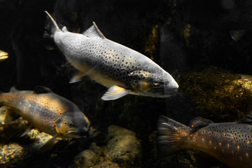 A close-up photo of a trout.