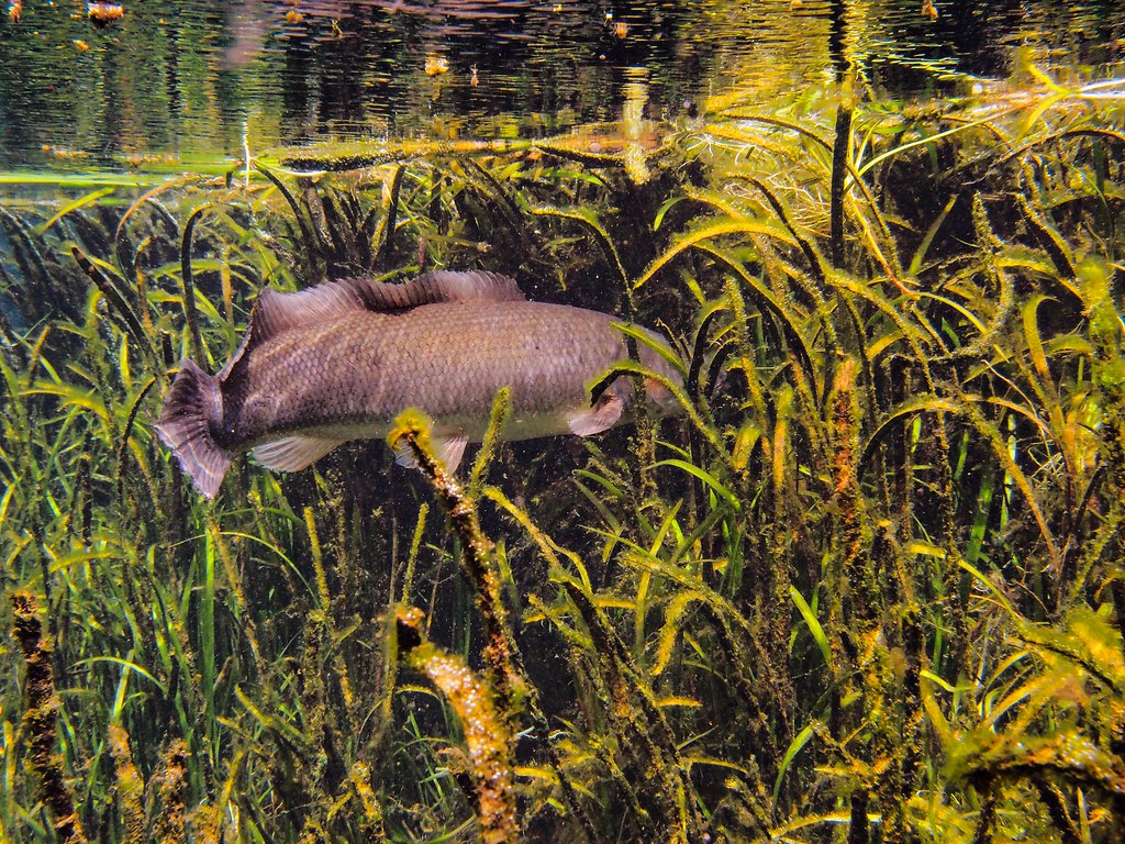 Big Bowfin Disappearing Act