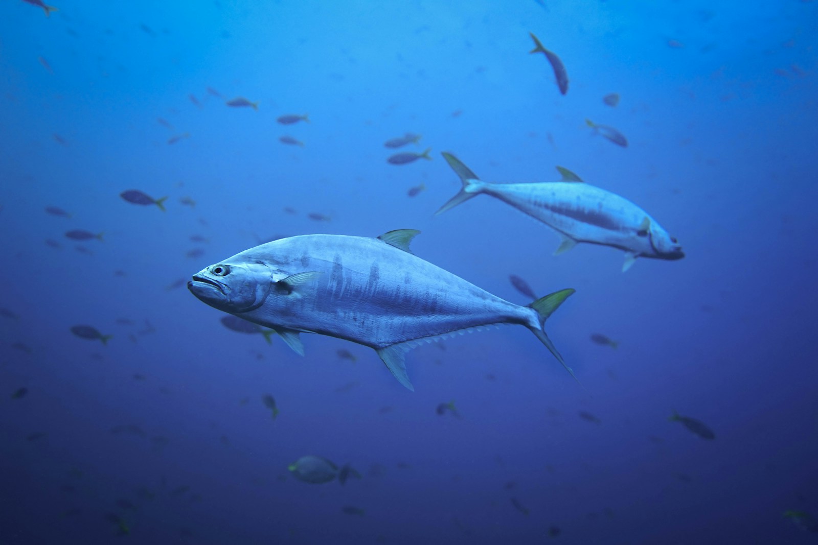 A school of tuna fish.