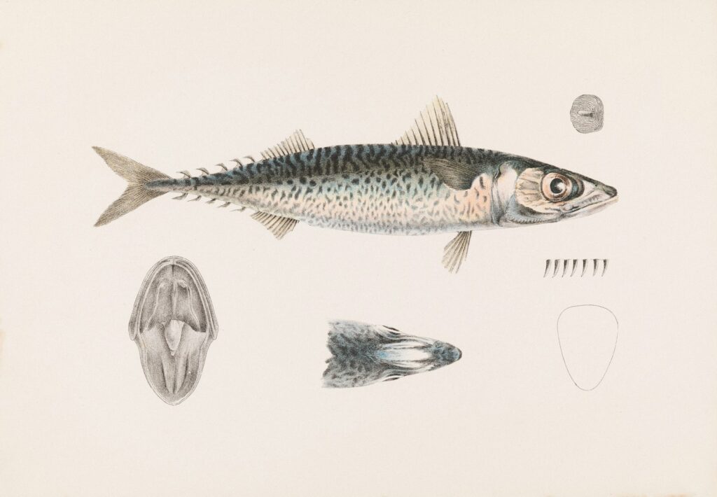 Northern Pike fish Aggression