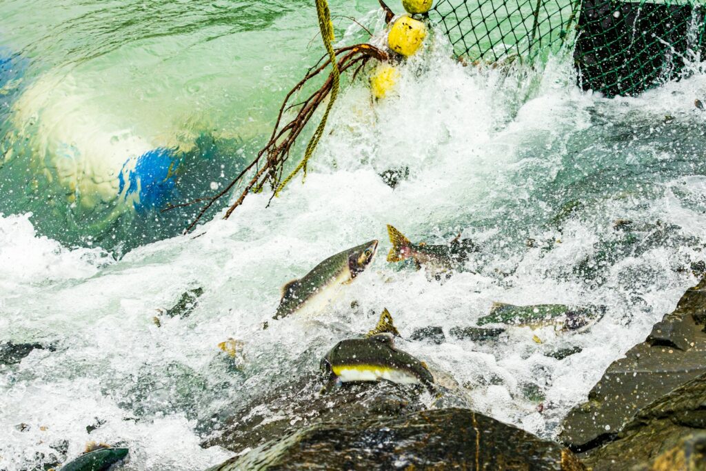 The Impact of Fishing Pressure on Bass Development