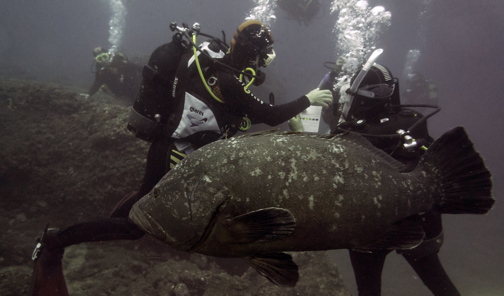 Dusky grouper (Epinephelus marginatus) Garajau Nature Reserve Madeira