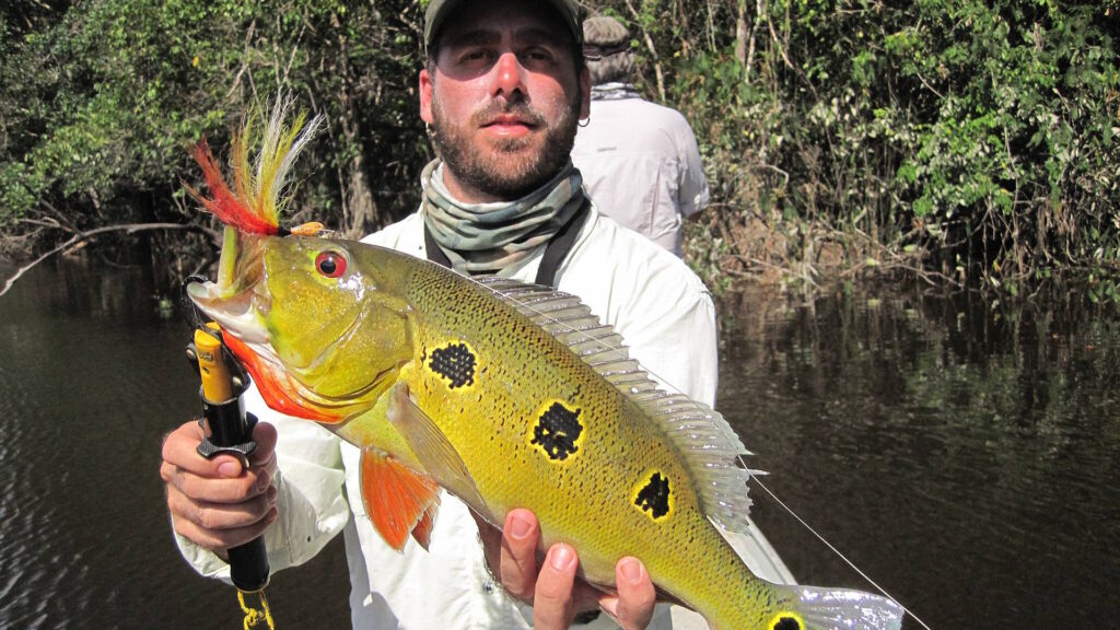 A man on a calm Amazonian river holds up a freshly caught peacock bass