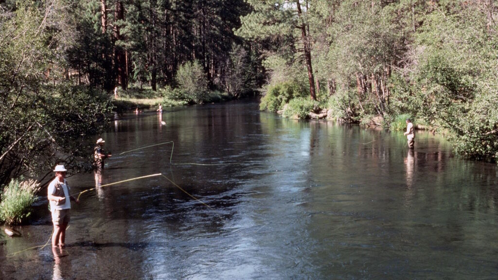 Several anglers fly fishing in a calm, tree-lined river surrounded by dense green forest.