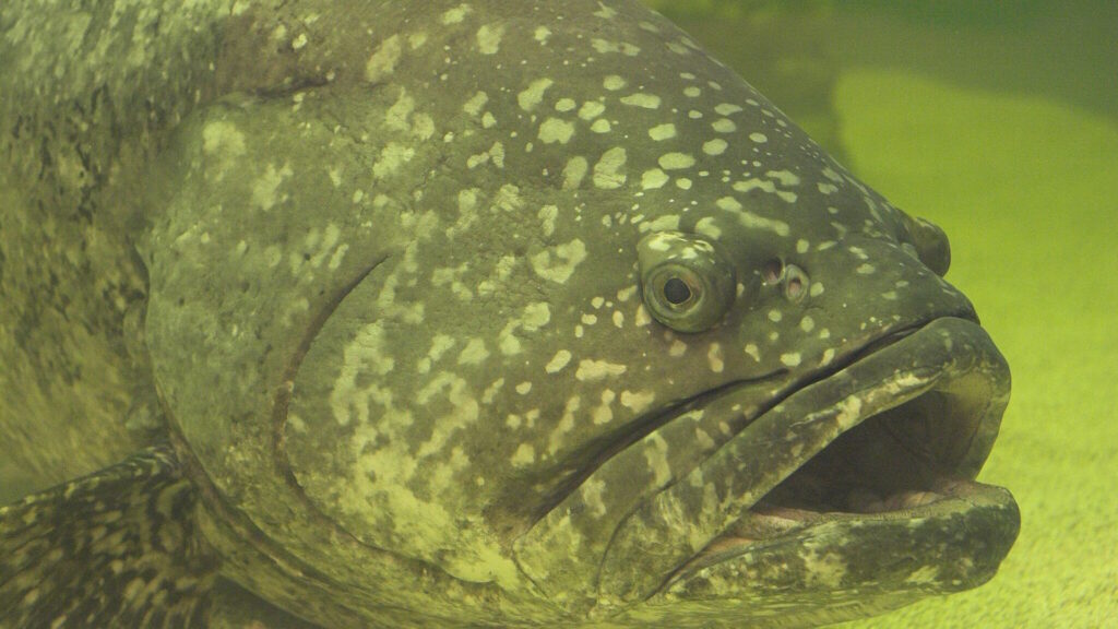 Close-up of a goliath grouper with mottled greenish skin and large mouth.
