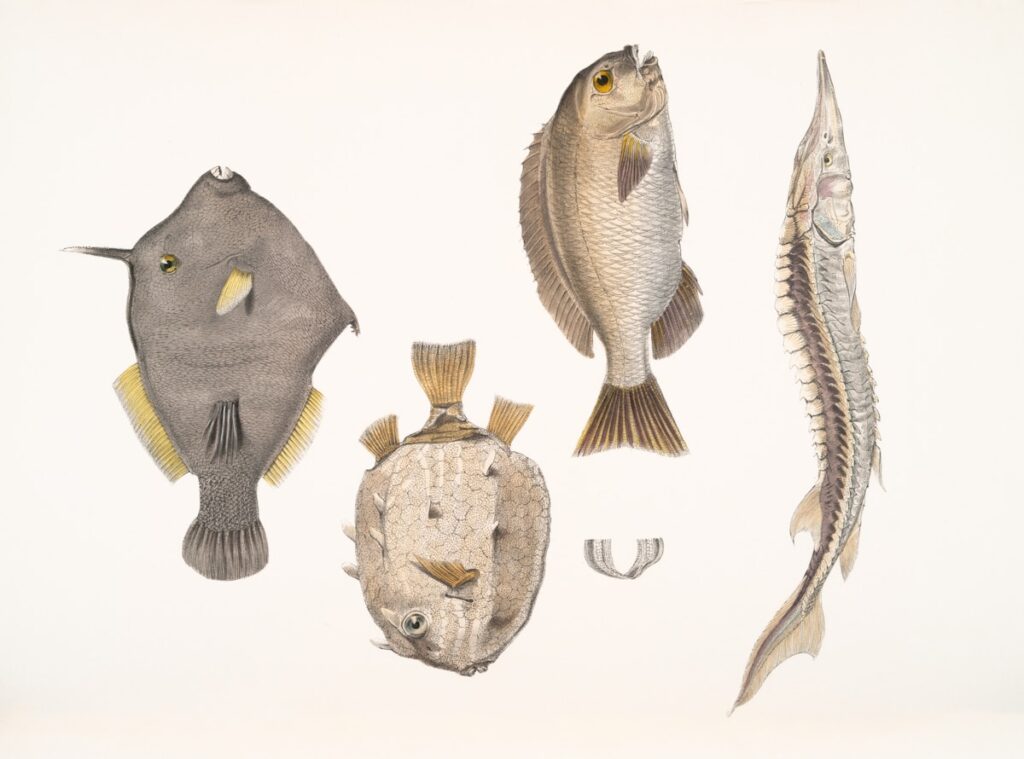 Size-Related Aggression Differences