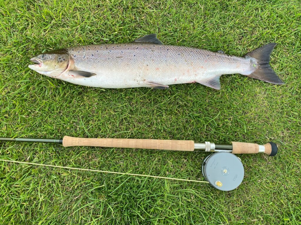 A silver fish on green grass beside a spinning rod