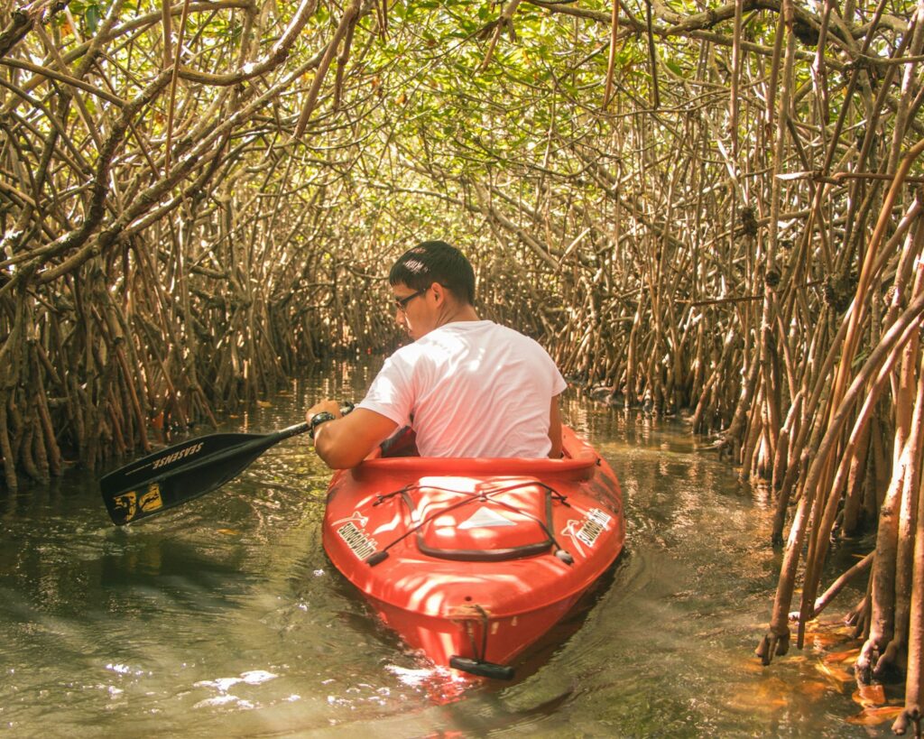 Man rowing kayak through mangrove trees.