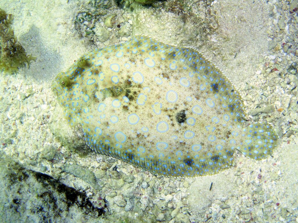 A flounder laying on top of a sandy ground